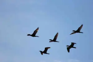cinco aves volando sobre el cielo azul
