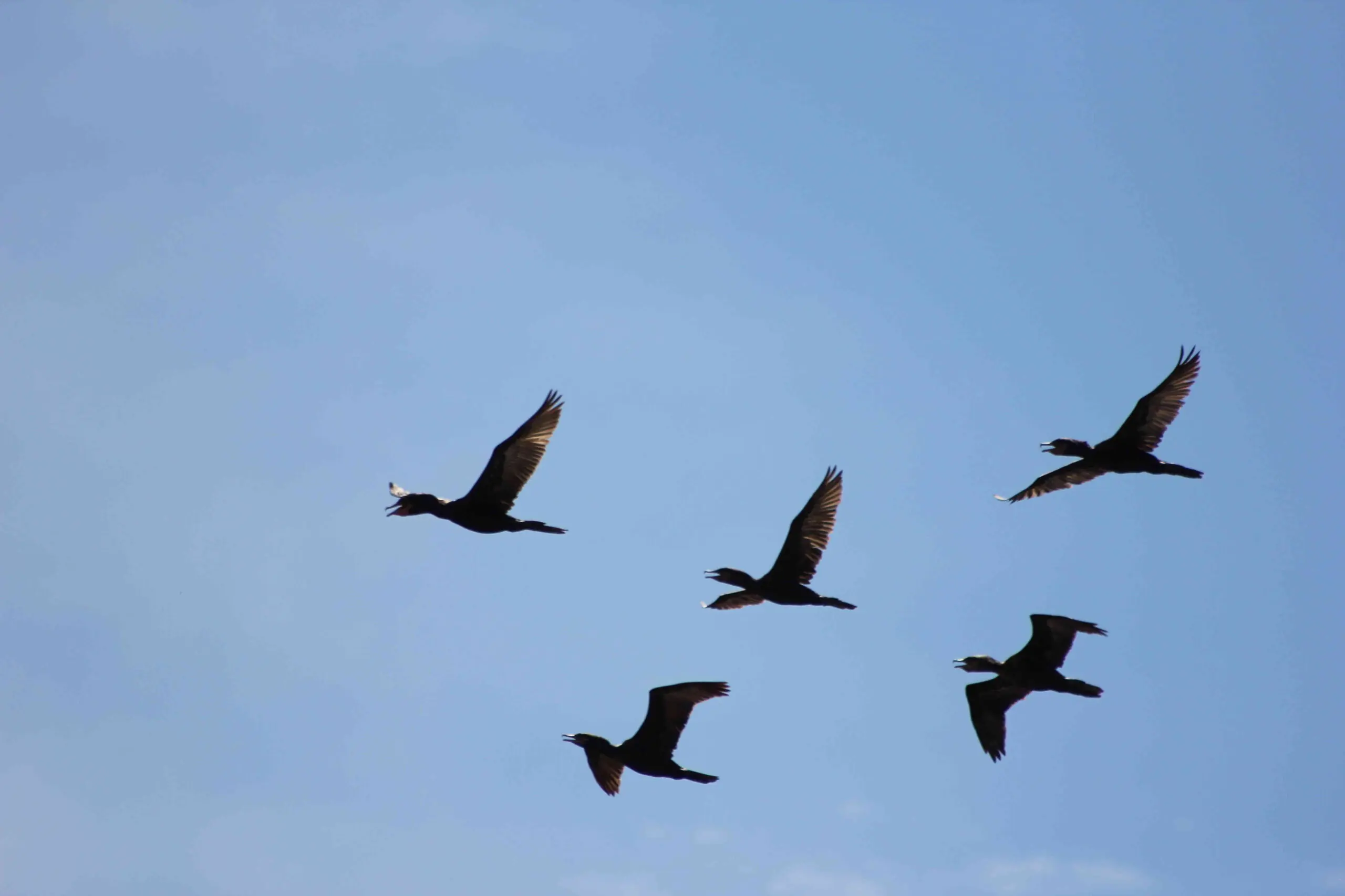 Guía de avistamiento de aves en el ecosistema del Sisga