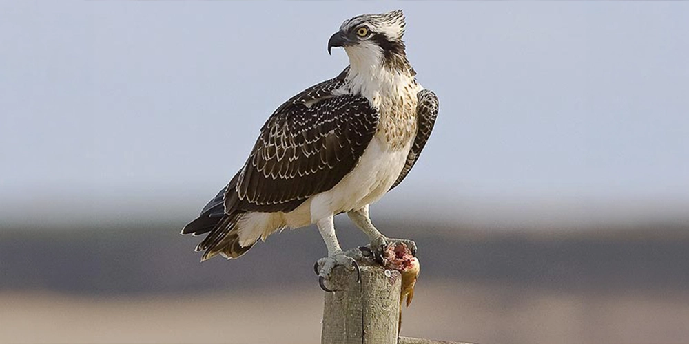 Águila pescadora parada sobre una rama con presa