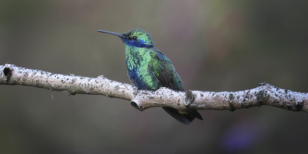 Colibrí verde azul posado sobre una rama