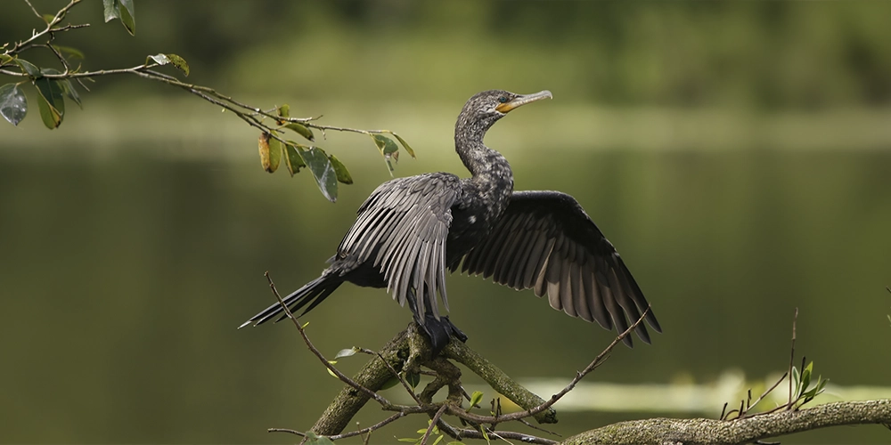 Cormoran iniciando vuelo sobre una laguna