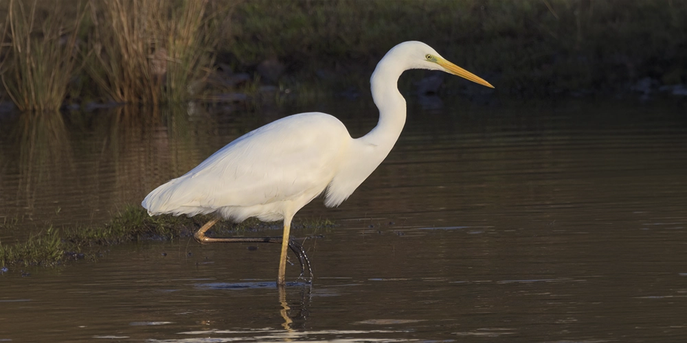 Garza blanca caminando entre el agua con una pata levantada