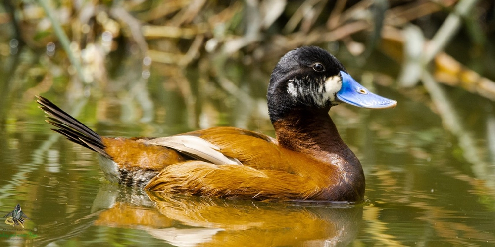 Pato pico azul nadando sobre una laguna