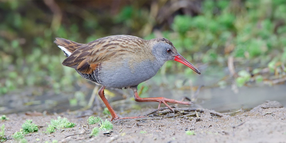 Tingua bogotana caminando sobre tierra
