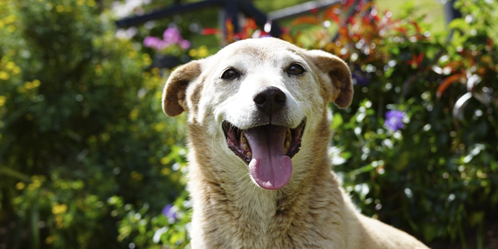 Perrita viejita color beige feliz frente a la camara con plantas de fondo