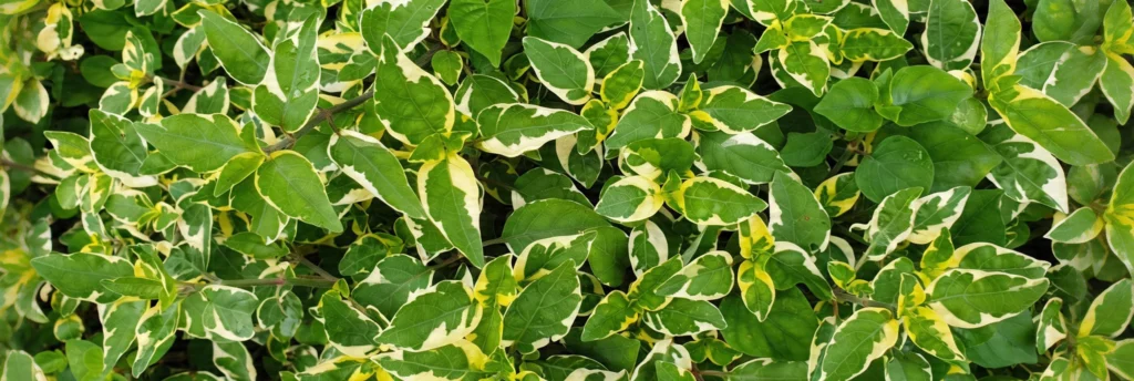 Planta de hojas un poco alargadas verdes con amarillo