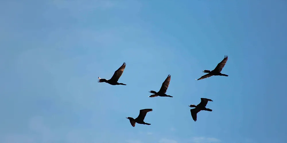 Aves oscuras sobre un cielo azul despejado - flora y fauna del Sisga