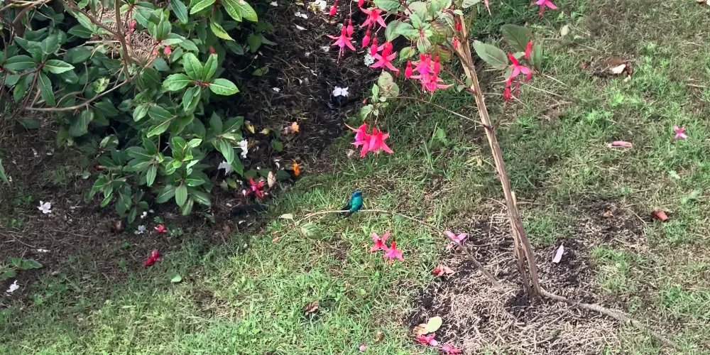 Colibrí posado sobre una rama de arbol de zarcillo